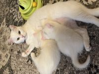 BKH KITTEN WEIẞ weiblich