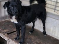 Stiller Wächter Arnie