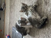 Zwei verspielte Katzenbabys, weiblich, abzugeben – geboren am 23.04.2025