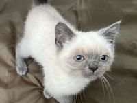 BKH Blue Point kitten abzugeben