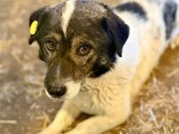 Mikruli, klein, freundlich, ruhig.....möchte nach Deutschland reisen