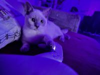 BKH Kitten Snow Abzugeben❤️