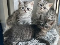 BKH Kitten reinrassig geimpft entwurmt und zuckersüß abzugeben