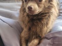 2 Reinrassige Chihuahua Deckrüden