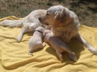 Golden Retriever Welpen Abgabe Ende Juli Anfang August 2 rüden