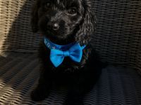 Cockerdoodle-Welpen aus liebevoller Hobbyzucht