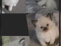 Traumhafte H.Birma Mädels warten schon auf Dich