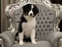 Miniature american shepherd, mini aussie