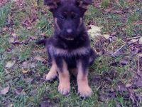 Knuffige kinderliebe Schäferhundwelpen, DDR-Linie, gerader Rücken