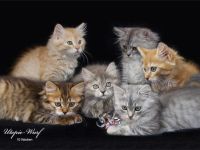 Wurfankündigung Deutsch Langhaarkätzchen