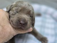 Labrador Rüde, silver