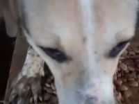 Ludwig sucht eine Menschen