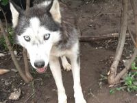 Luna – Eine wunderschöne Seele sucht ihr Für-immer-Zuhause.