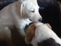 Wer sieht Malkas Kinder?