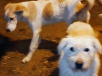 Mando – ein Kämpfer mit Herz aus Gold