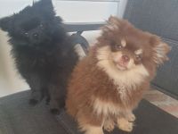 Pom Welpen suchen neues Zuhause
