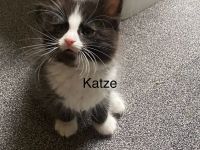 Norwegische Waldkatze