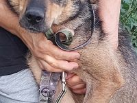 Marta – ein liebes Herz auf der Suche nach ihrem Menschen.