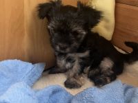 Yorkshire Terrier Welpen