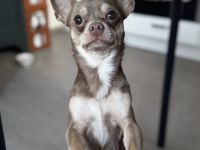 Apollo-Einzigartiger feinfühliger Chihuahua-Deckrüde mit Ahnentafel & Charakter