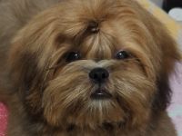 Wunderschöne Shih Tzu Welpen, FCI