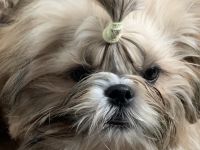 Shih Tzu Welpen, FCI