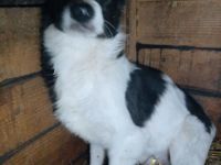 Zuhause gesucht für Milan und Monty – zwei Notfälle mit großem Herz