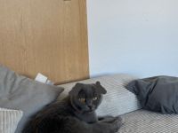 Mausi sucht zuhause für immer