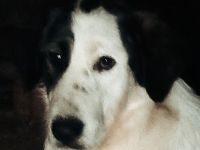 Natalia – eine wundervolle Hündin sucht ihr Glück!