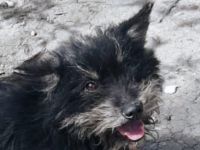 Nelly sucht ein liebevolles Zuhause