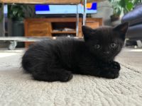 Britisch Kurzhaar (BKH) Kitten in Schokobraun