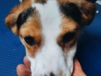 Zwei Hundeseelen auf der Suche nach ihrem Platz im Leben – Nina  & Nora