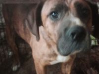 Wessen Herz erwärmt Nochy?