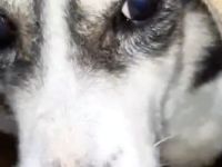 Ohna – eine sanfte Seele auf der Suche nach Geborgenheit!