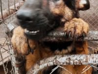 Page – Ihre Chance auf ein glückliches Leben!