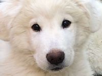 Pyrenäenberghund / Maremmano Mix