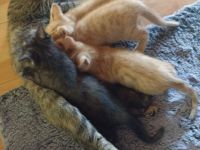 BKH Maincoon Mix kitten