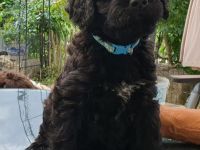 Portugiesischer Wasserhund-Welpe von der Welpenkrippe®