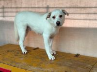 Sensibler Bulli sucht liebevolles Zuhause