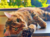 Cashmere Bengal Kater sucht neues Zuhause