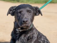 Feri, hat das Zeug für einen tollen Familienhund Tierschutz