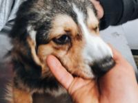 Wen trifft Paulis Blick mitten ins Herz?