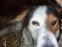 Peppe – Ein Herz, das Hoffnung braucht!