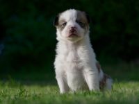 Kleine wunderschöne Mischlingswelpen