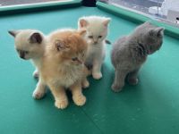 Britisch Kurzhaar Kitten