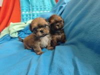 Kleine Herzensbrecher auf vier Pfoten suchen ein tolles Zuhause