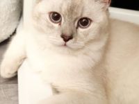 BKH Kater Teddy 8 Monate