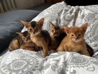 Reinrassige Abessinierkitten in wildfarben und sorrel