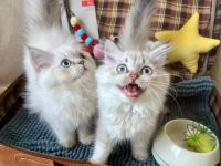 BLH reinrassig Kitten Seal Shaded Silver Point Stammbaum, Gesundheitszeugnis