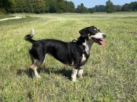 Blueberry sucht ihre Traumfrau